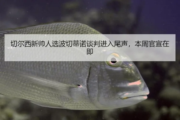 切尔西新帅人选波切蒂诺谈判进入尾声，本周官宣在即